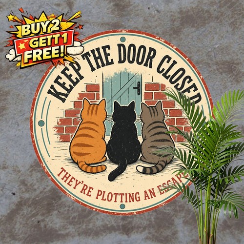 British shorthair funny cat - funny,