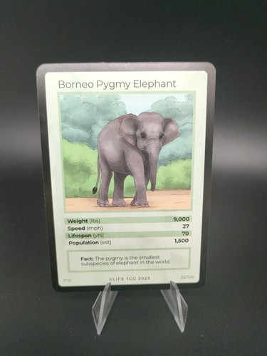 Bornéo pygmy elephant life - bornéo,