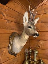 Taxidermie tete de chevreuil