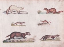 Marder Marten Iltis Belette