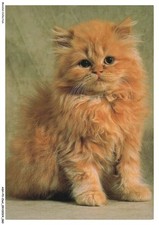 ASHP3-0168-CHAT - CHATON PERSAN ASSIS