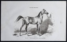 1882 - Cheval bigourdan -