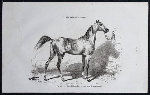 1882 cheval bigourdan - 1882,