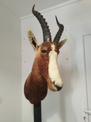 Taxidermie damalisque a - de,