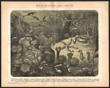 1897 Lithographie originale