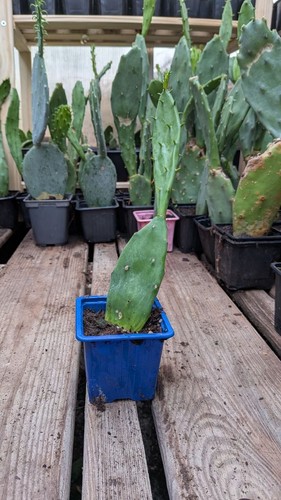 Plants figuier barbarie - figuier,