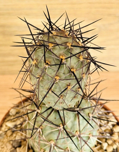 Tephrocactus alexanderi pot 8 - tephrocactus,