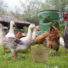  Cage À Volaille En Bambou