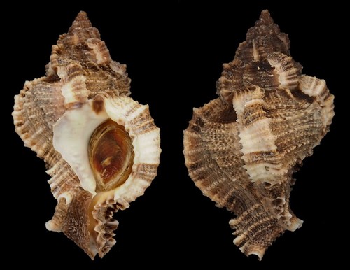 Coquillage collection - coquillage, de