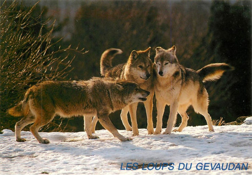 Lozere marvejols parc - lozere, de