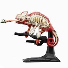 Lézard Orgue Modèle Enfant