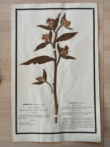 Ancien herbier botanique - ancien,