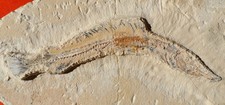 POISSON FOSSILE INDÉTERMINÉ