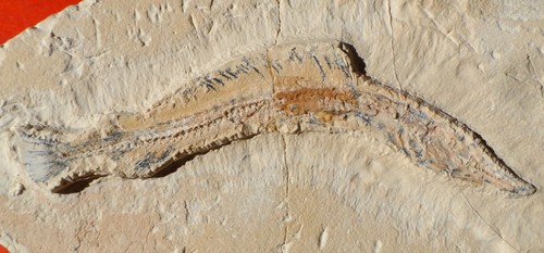 Poisson fossile indéterminé - fossile,