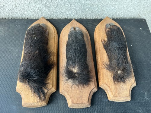 Lot trophees pieds de - 3,