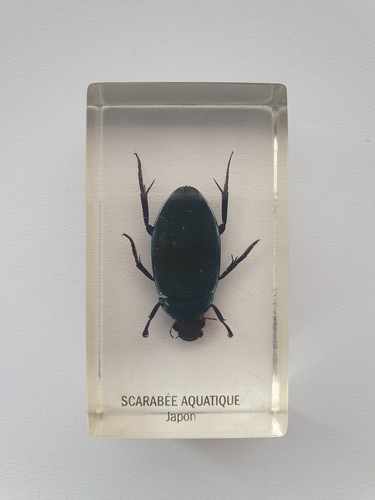 Insecte inclusion résine - ,