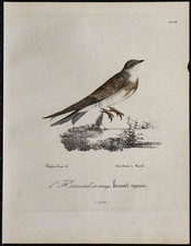 1830 - Hirondelle de rivage -
