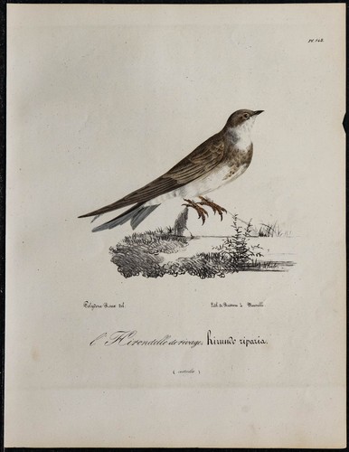 1830 hirondelle rivage - -, de