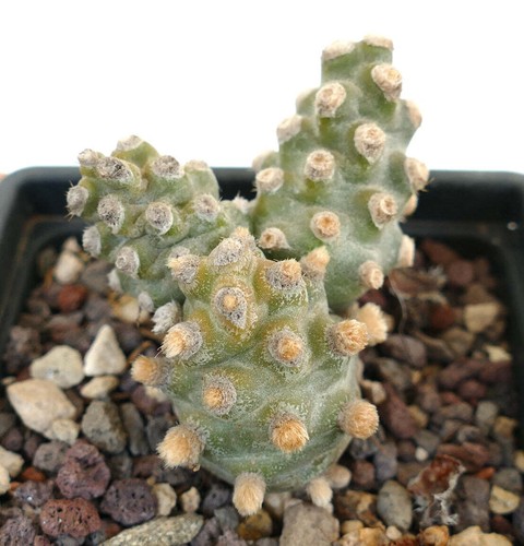 Tephrocactus molinensis - ,