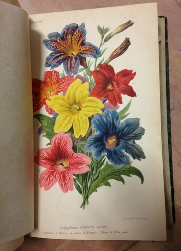 Revue horticole annee 1882 - horticole,
