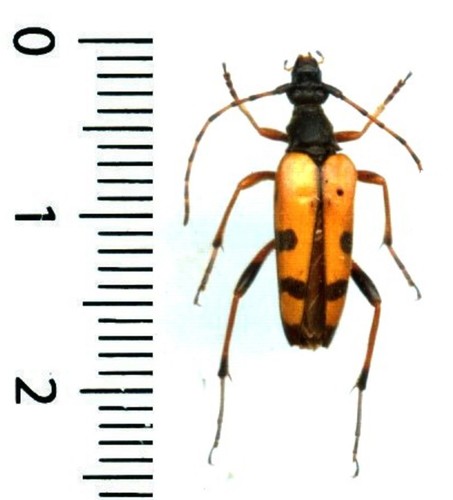 Cerambycidae rutpela - –,