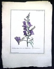 Gravure botanique XVIIIe