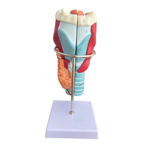 Modèle anatomique larynx - modèle, du