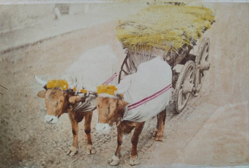 Cdv xixe béarn pau - xixe,