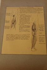 Ancienne planche anatomique dessin au crayon et encre ....curiosité sciences 