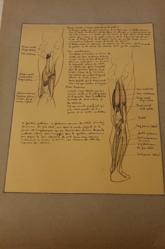 Ancienne planche anatomique