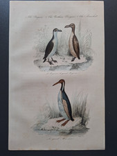 Gravure oiseau 19° rehaussé