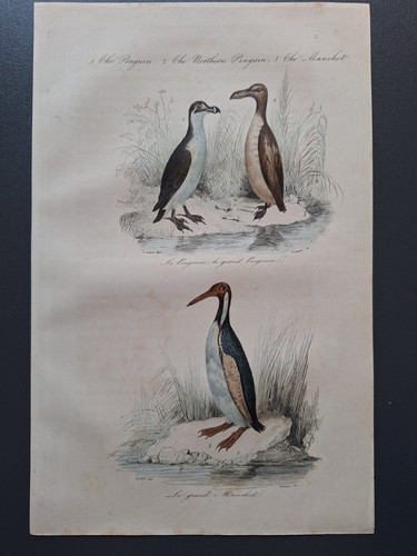 Gravure oiseau rehaussé - gravure,