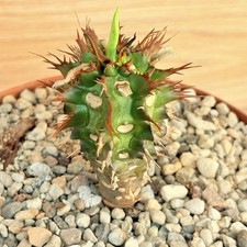 Euphorbia viguieri, pot 15 cm