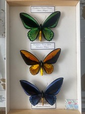 Ornithoptera males croesus