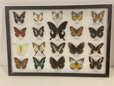 cadre papillons exotiques taxidermie