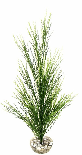 Neuf plante aquarium labéo - plante,