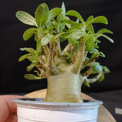 Adenium arabicum hulk - arabicum, 'hulk'