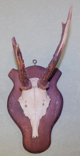 Ancien trophee chasse - ancien,