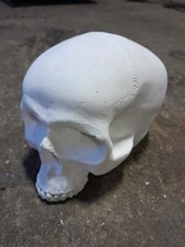 Crâne En Plâtre Échelle 1