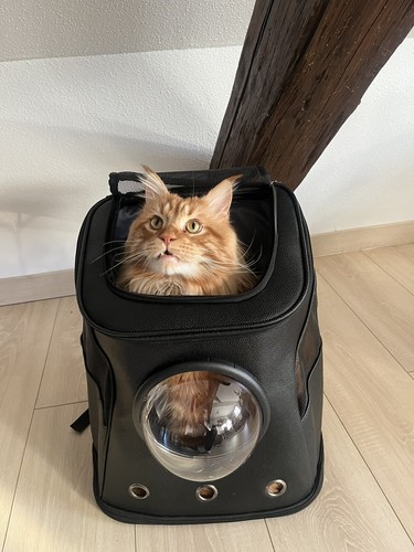 Sac dos chat mainecoon - sac,