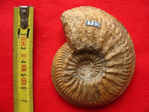 Ammonite oxfordien - de, l'oxfordien