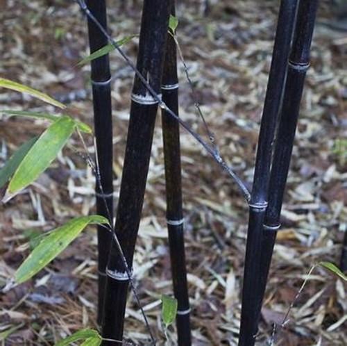 Black timber bamboo - (15),