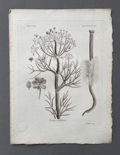 Gravure ancienne, Botanique, Pterococcus aphyllus, Voyages de Pallas, XVIIIe