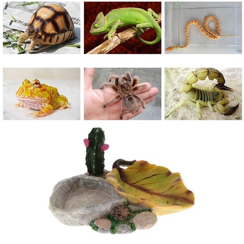 Tortue reptile alimentation - reptile,