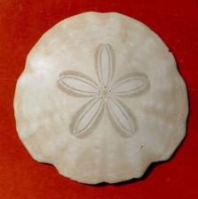 OURSIN FOSSILE MIOCÈNE DE