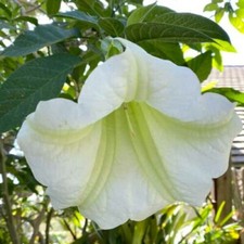 Snowy Angel's Trumpet -