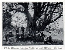 1910  --  TUNISIE  OLIVIER HAMMAM MESKOUTINE  2000 ANS