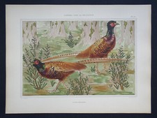 Lithographie orig Art Nouveau