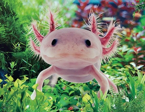 Aimant axolotl pour - aimant,