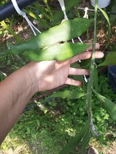 épiphyllum Pumillum